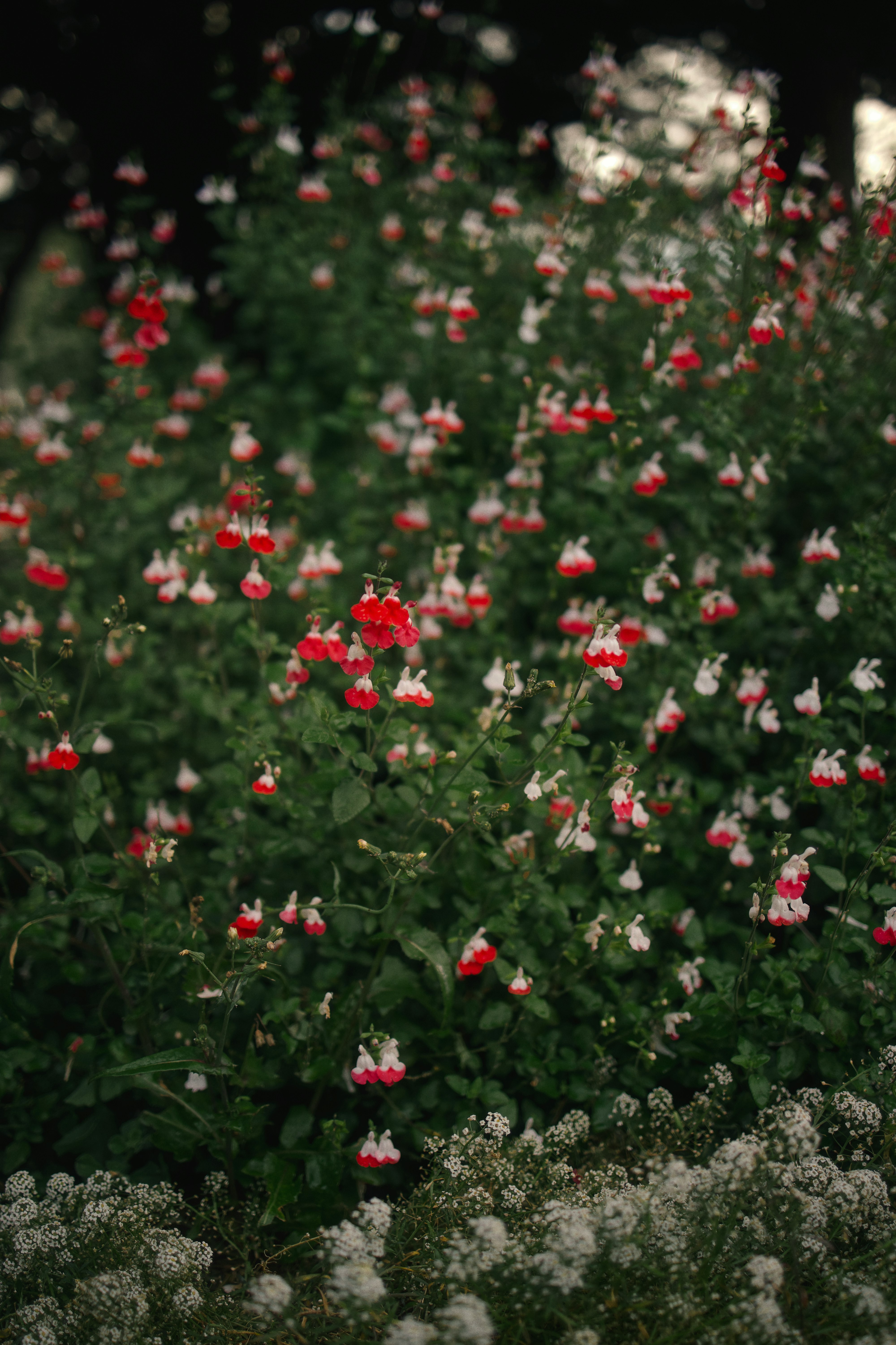 red flowers with green leaves